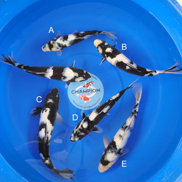Japanese koi listing 2025MAY-027 from Ogata koi farm, containing Shiro Utsuri at champkoi.com