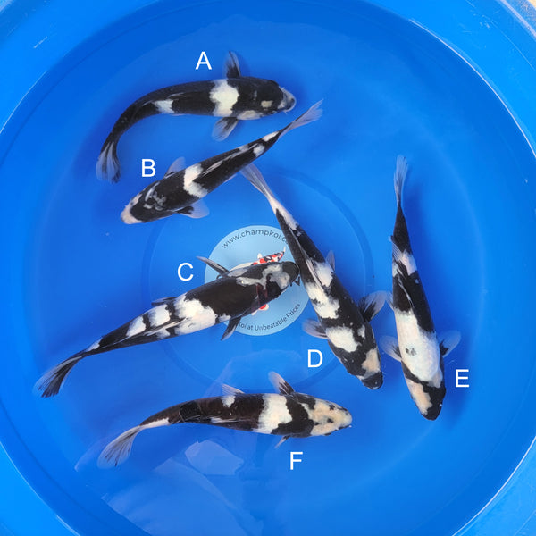 Japanese koi listing 2025MAY-034 from Ogata koi farm, containing Shiro Utsuri at champkoi.com