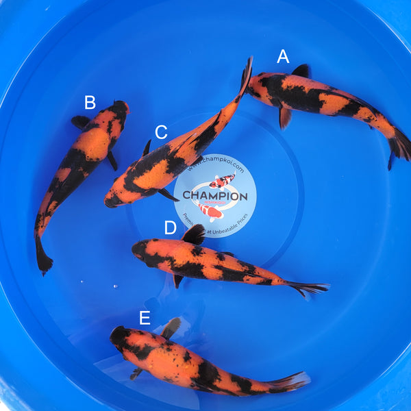 Japanese koi listing 2025MAY-038 from Shinoda koi farm, containing Hi Utsuri at champkoi.com