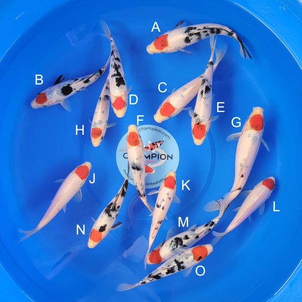 Japanese koi listing 2025MAY-039 from Marudo koi farm, containing Tancho Sanke at champkoi.com