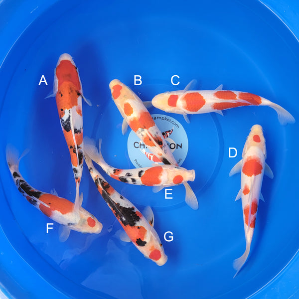Japanese koi listing 2025MAY-040 from Ooya koi farm, containing Sanke, Kohaku, Kohkau at champkoi.com