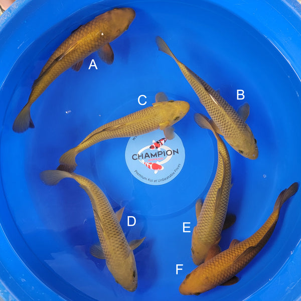 Japanese koi listing 2025MAY-042 from Marusei koi farm, containing Chagoi at champkoi.com