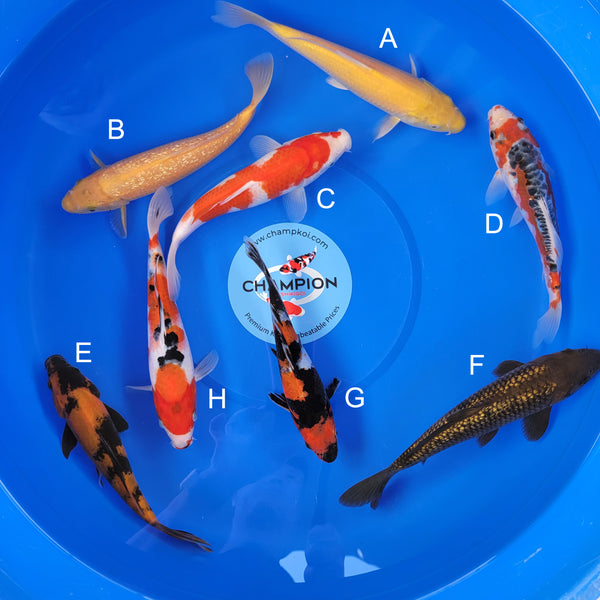Japanese koi listing 2025MAY-050 from Marusei koi farm, containing Karashigoi, Ginrin Karashigoi, Kohaku, Shusui, Hi Utsuri, Ginrin Chagoi, Showa, Sanke at champkoi.com