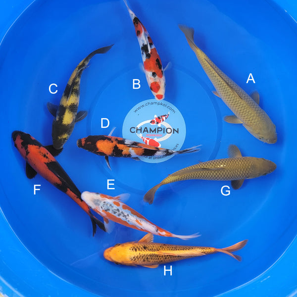 Japanese koi listing 2025MAY-057 from Marusei koi farm, containing Chagoi, Sanke, Ki Utsuri, Showa, Shusui, Hi Utsuri, Kin Matsuba at champkoi.com
