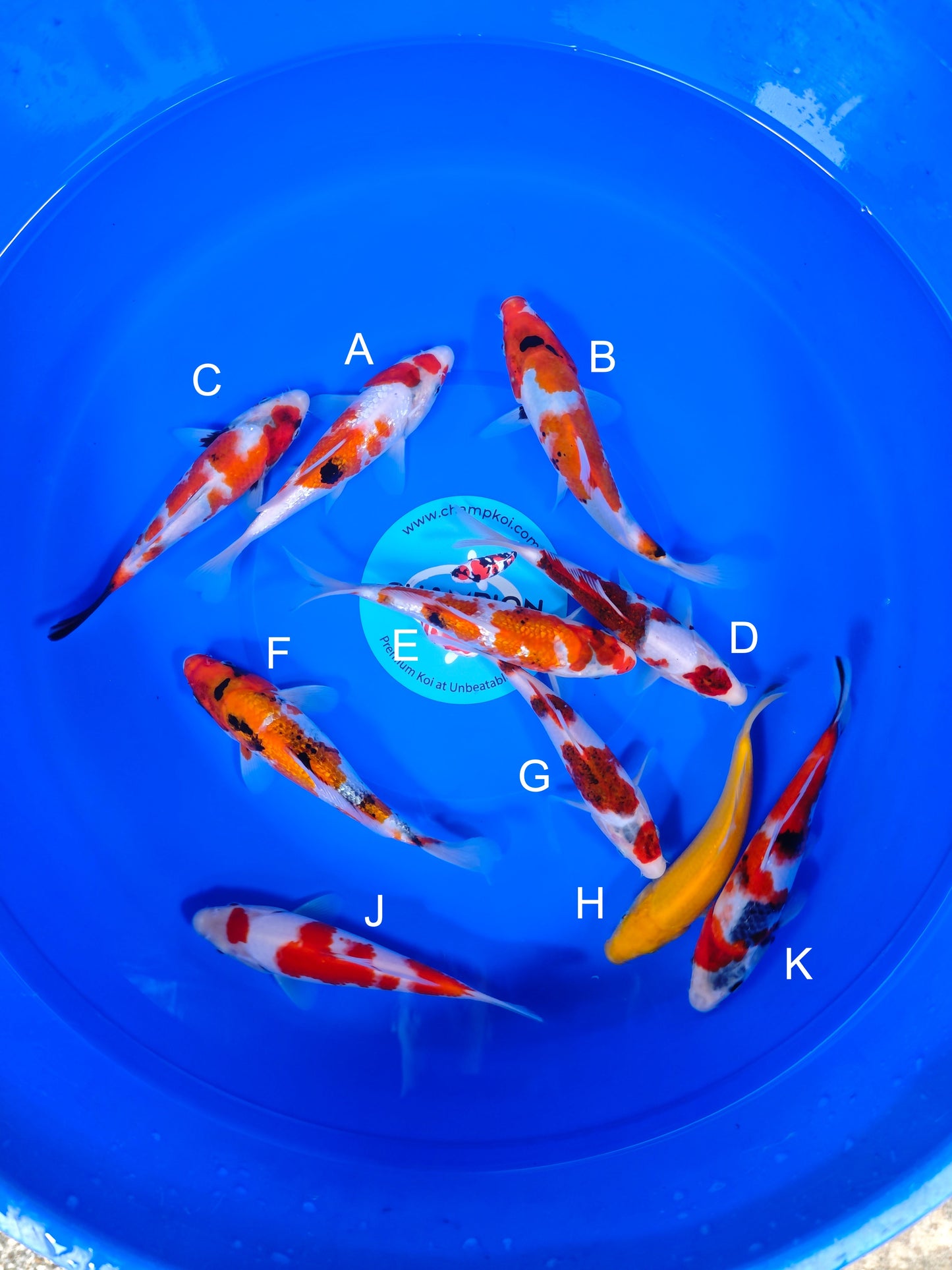 Koi fish for sale — 18-25 cm Ogata Ginrin Showa at ChampKoi