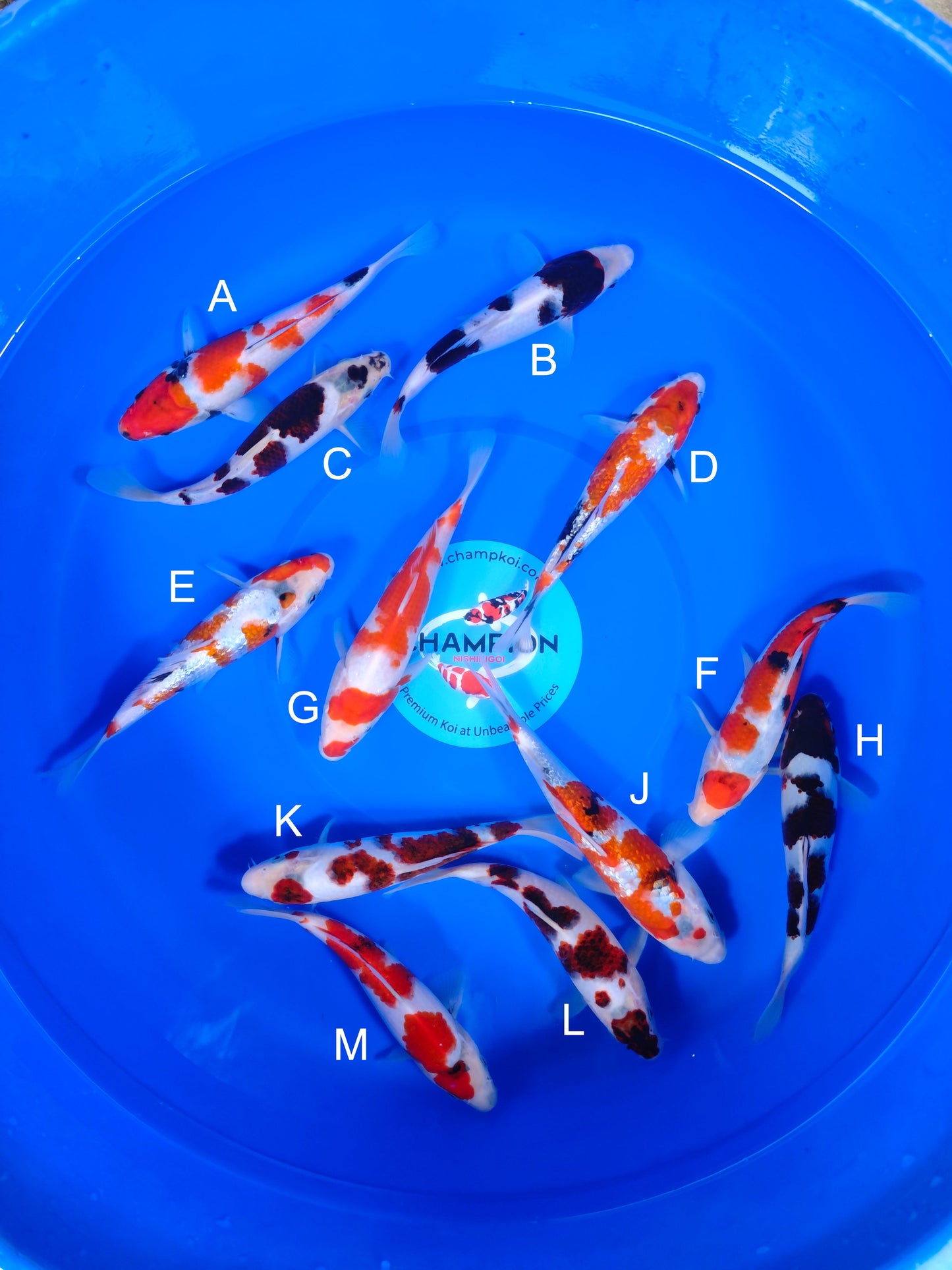Koi fish for sale — 18-25 cm Ogata Showa at ChampKoi