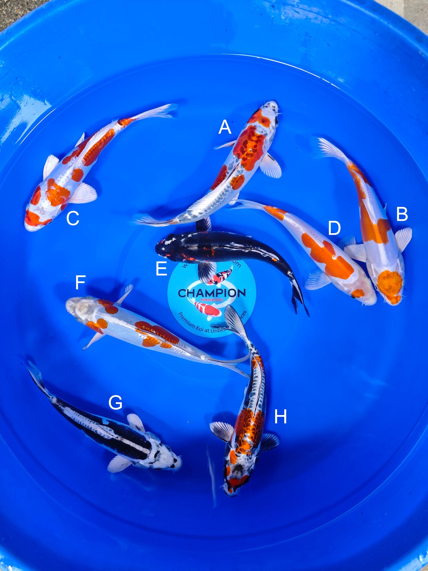 Koi fish for sale — 20-25 cm Suda Yamato Nishiki at ChampKoi