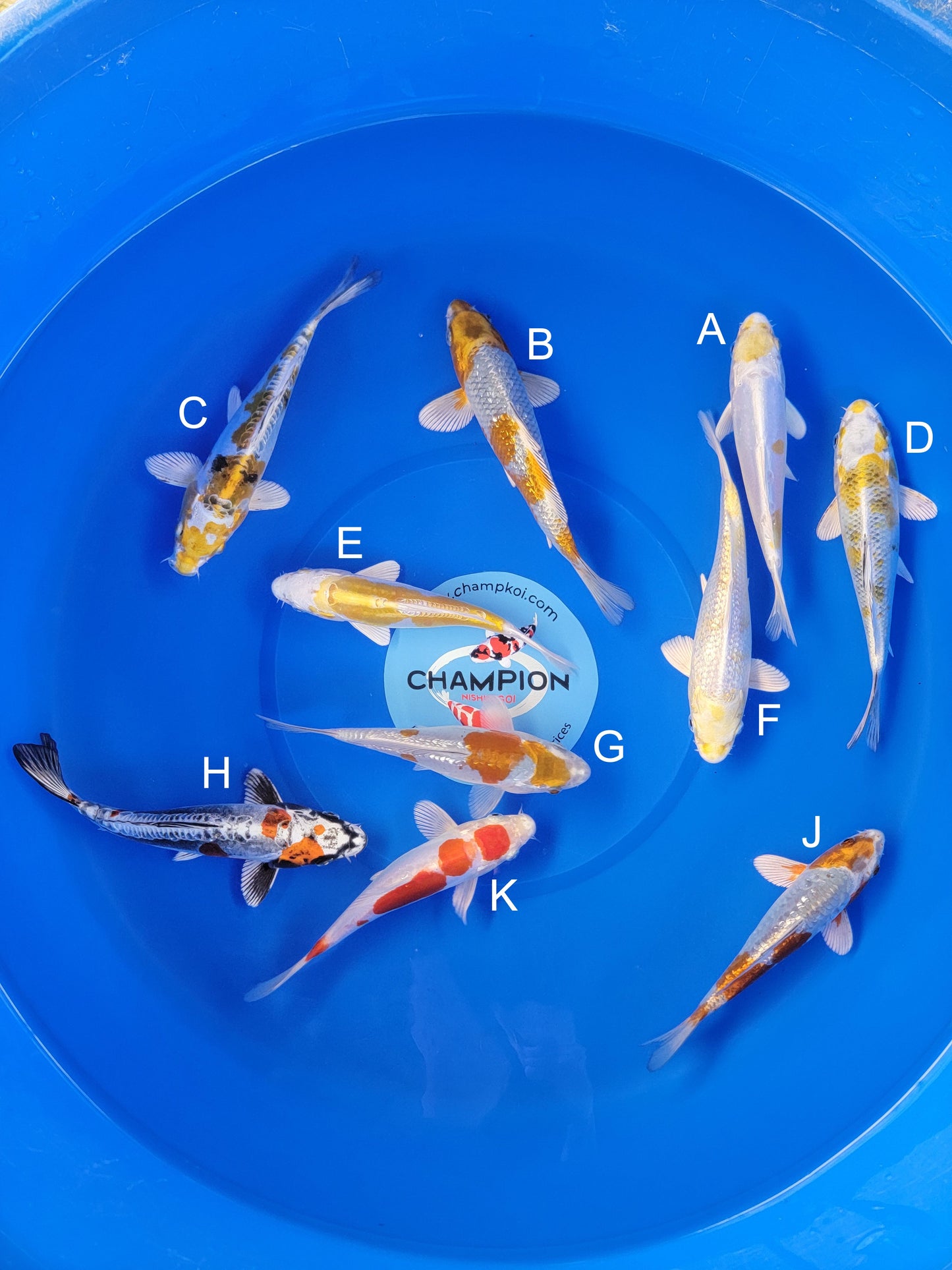 Koi fish for sale — 18-22 cm Suda Hariwake at ChampKoi