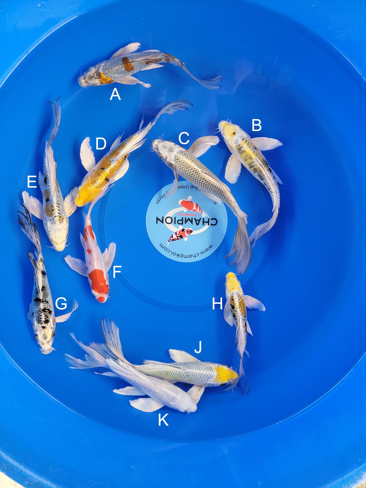 Koi fish for sale — 18-23 cm Suda Doitsu Kogane Ochiba Longfin at ChampKoi