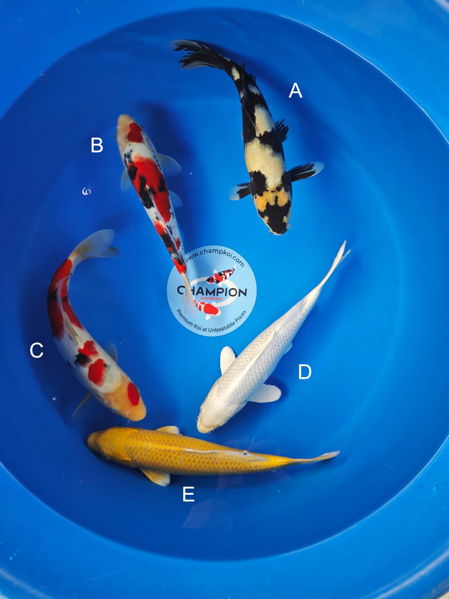 Koi fish for sale — 25-30 cm Ogata Shiro Utsuri at ChampKoi