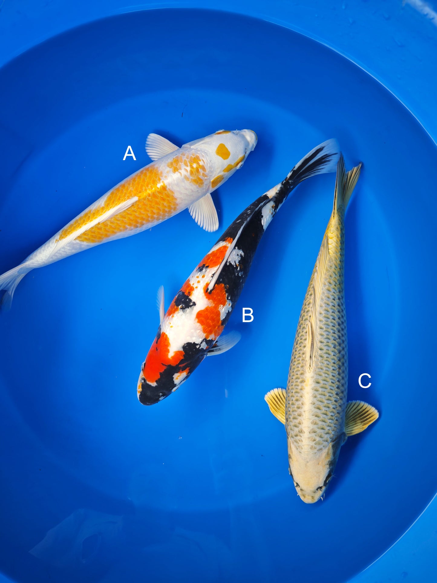Koi fish for sale — 45-50 cm Shinoda Hariwake at ChampKoi