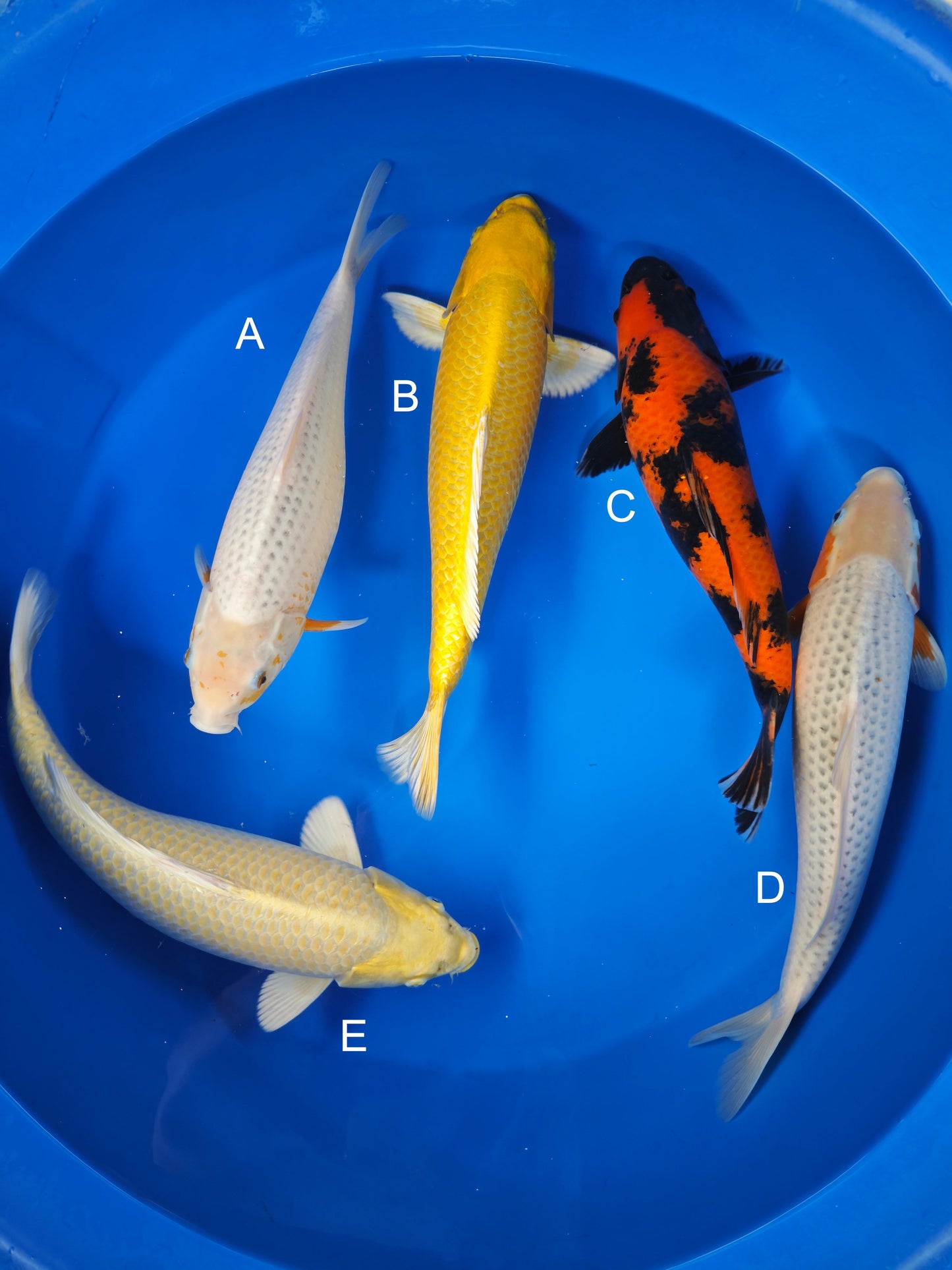 Koi fish for sale — 38-45 cm undefined Asagi at ChampKoi