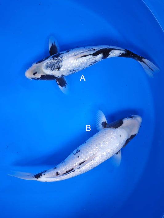 Koi fish for sale — 28-35 cm Ogata Ginrin Matsukawabake at ChampKoi