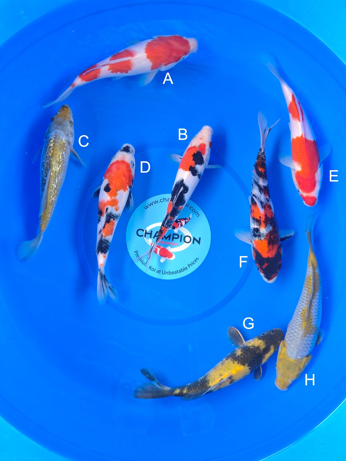 Koi fish for sale — 20-28 cm Marusei Kohaku at ChampKoi