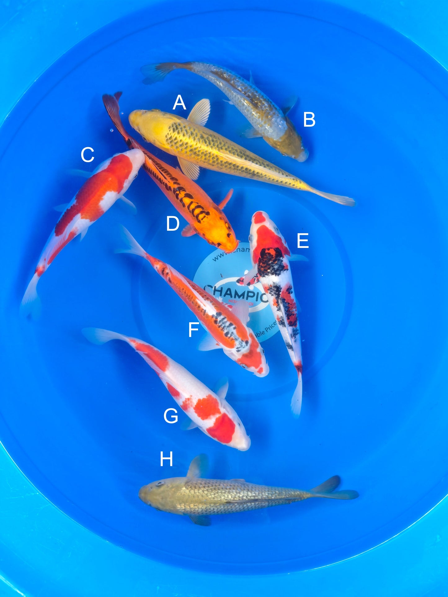 Koi fish for sale — 20-28 cm Marusei Kinki Matsuba at ChampKoi