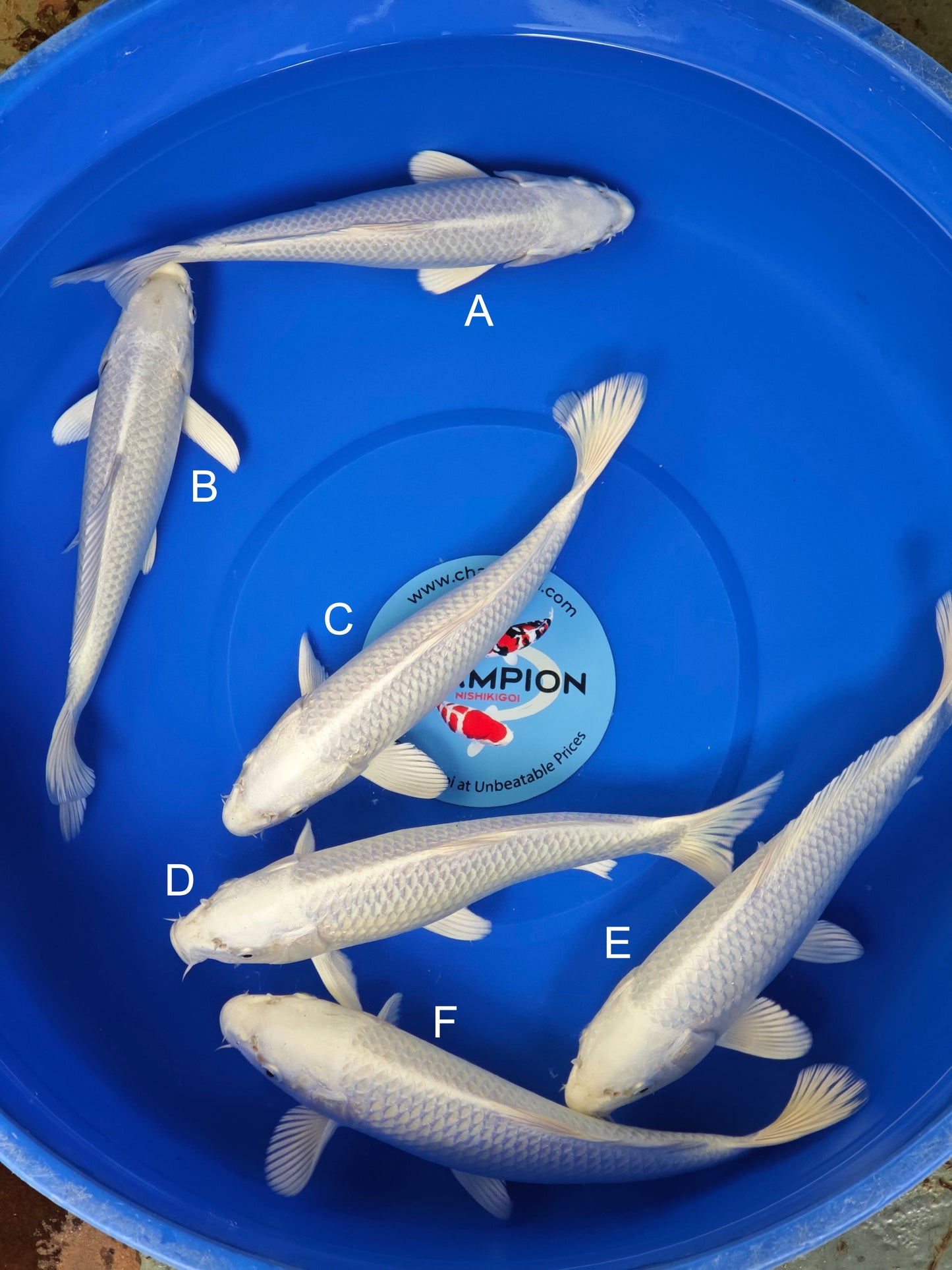 Koi fish for sale — 28-32 cm Ogata Ginrin Platinum at ChampKoi