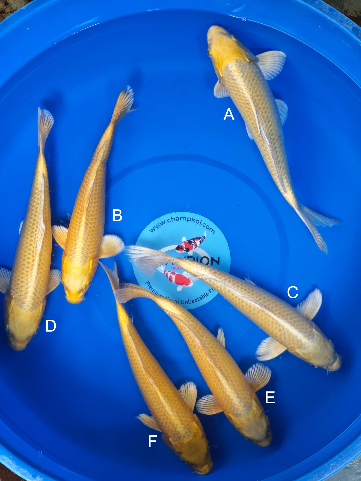 Koi fish for sale — 28-32 cm Ogata Yamabuki Ogon at ChampKoi