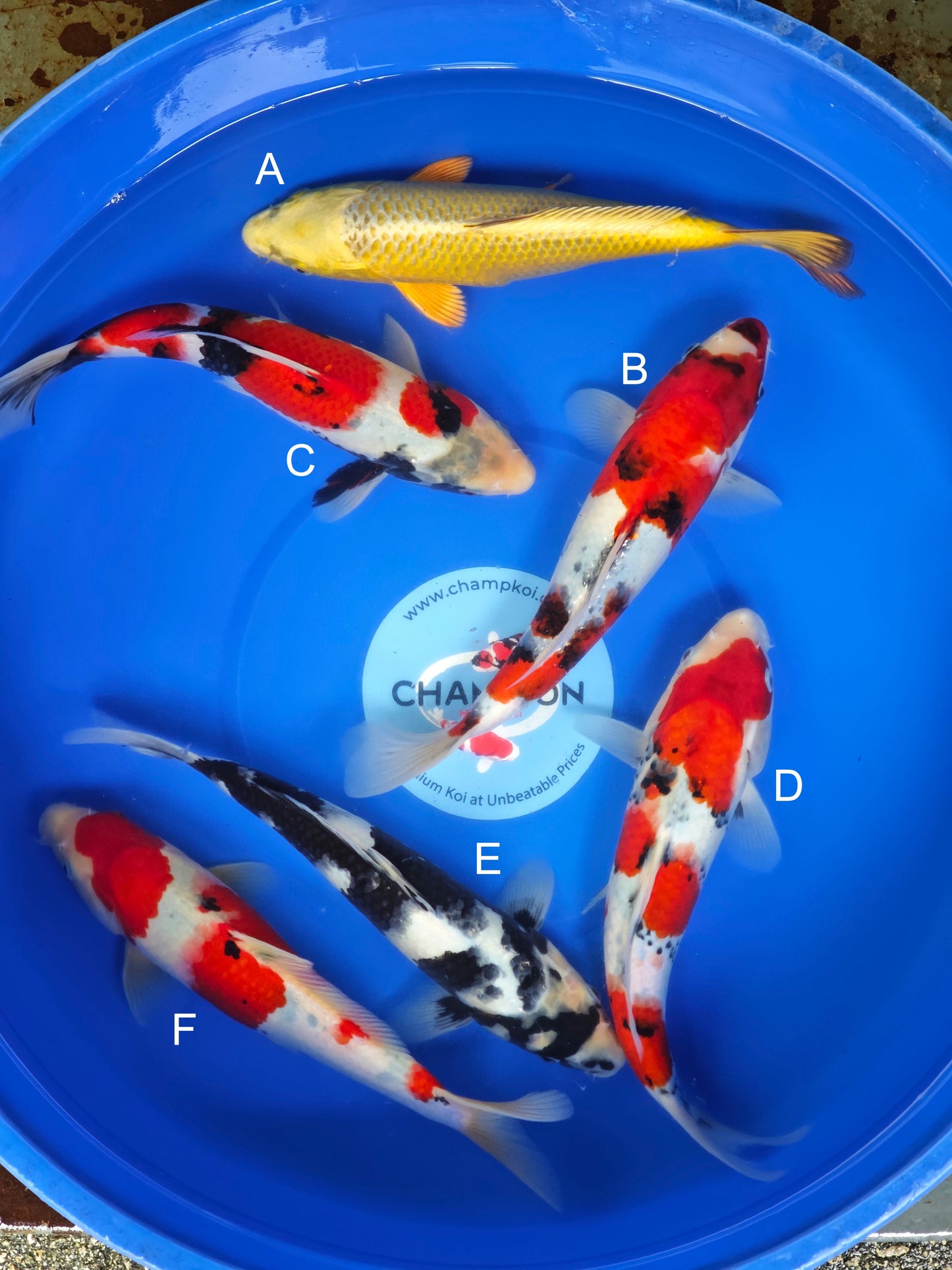 Koi fish for sale — 30-35 cm Ogata Mukashi Ogon at ChampKoi