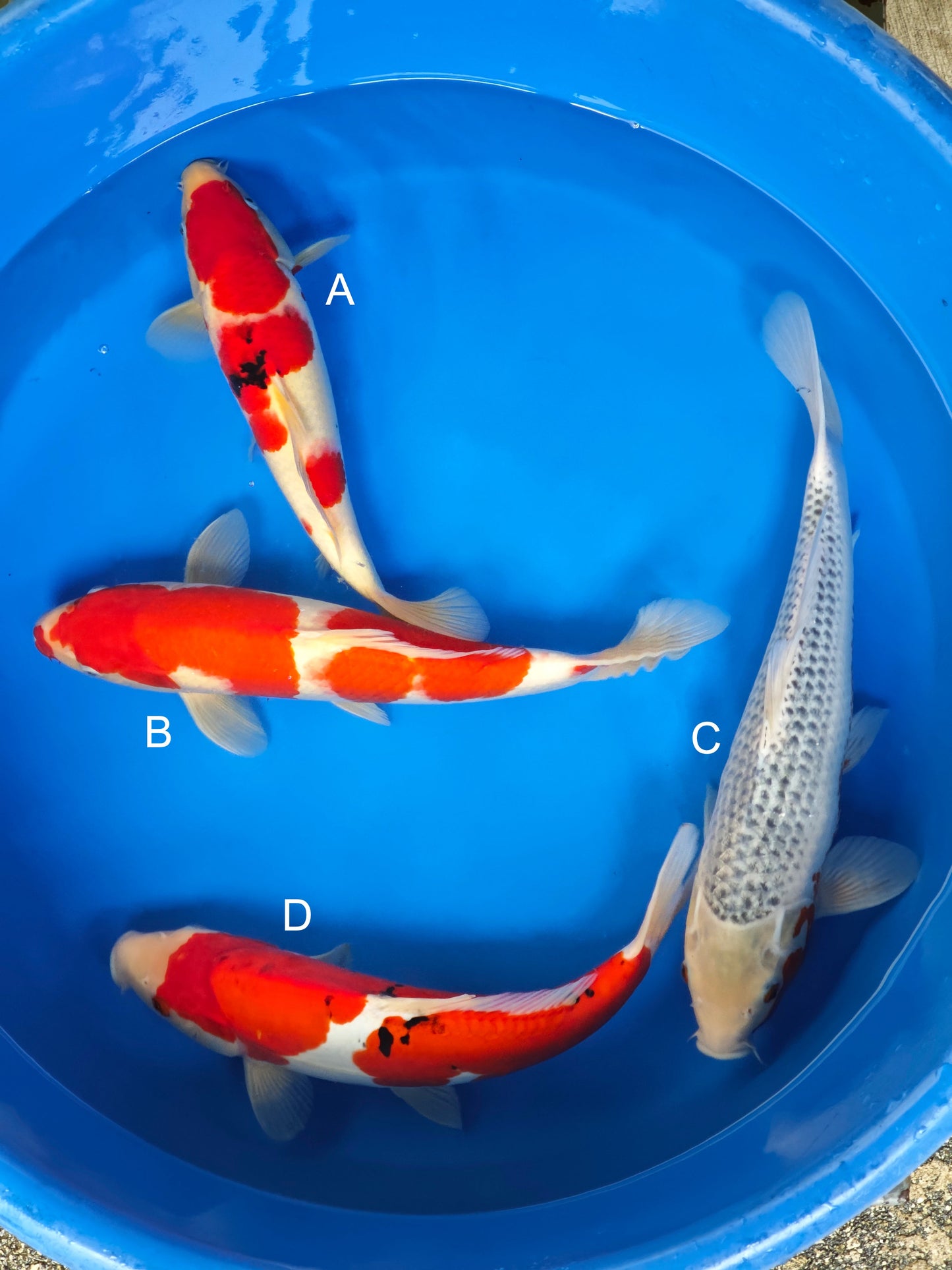 Koi fish for sale — 35-45 cm Ogata Sanke at ChampKoi