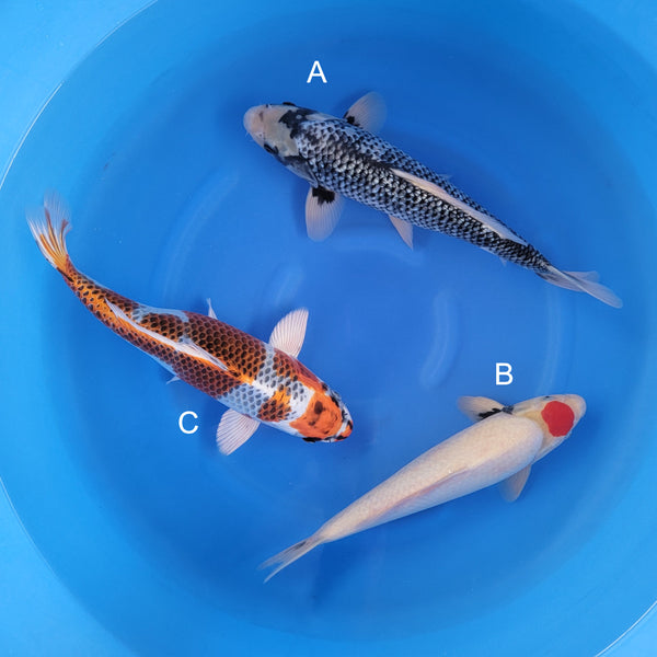 Japanese koi listing 2025WINTER-004 from Kaneko koi farm, containing Ginrin Matsukawabake, Tancho Showa, Kujaku at champkoi.com
