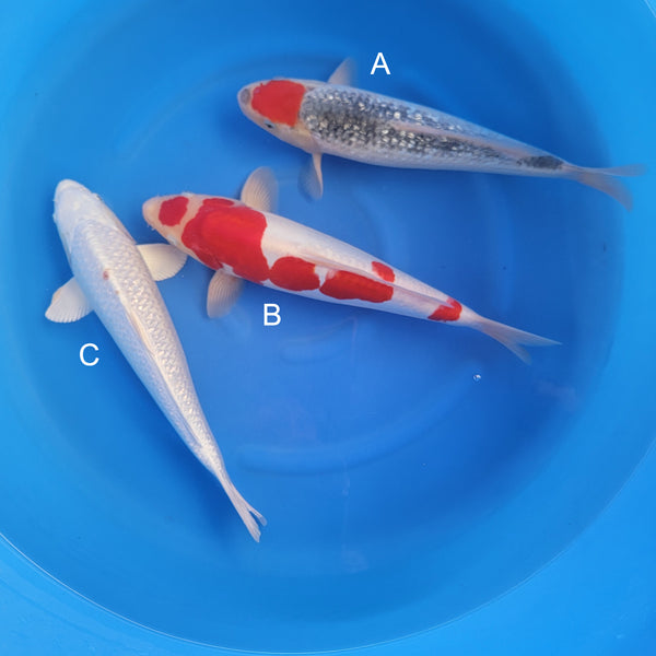 Japanese koi listing 2025WINTER-010 from Hiroi koi farm, containing Ginrin Tancho Goshike, Doitsu Kohaku, Platinum Ogon at champkoi.com