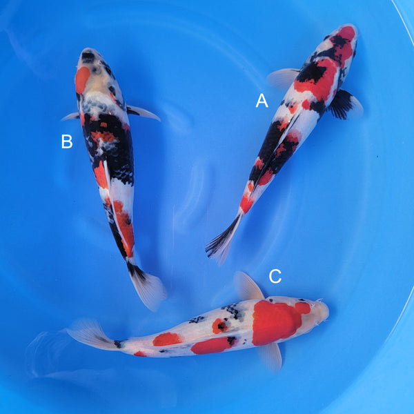 Japanese koi listing 2025WINTER-015 from Isa koi farm, containing Showa at champkoi.com