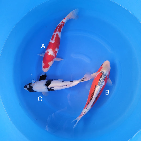 Japanese koi listing 2025WINTER-017 from Marusaka koi farm, containing Kohaku, Shusui, Shiro Utsuri at champkoi.com