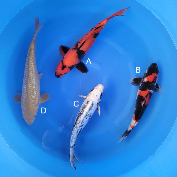 Japanese koi listing 2025WINTER-022 from Maruhiro koi farm, containing Hi Utsuri, Showa, Kikokuryu, Ginrin Chagoi at champkoi.com