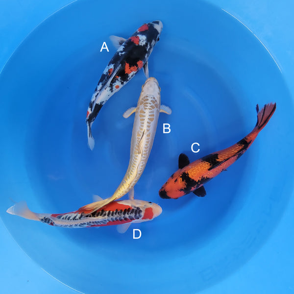 Japanese koi listing 2025WINTER-030 from Maruhiro koi farm, containing Doitsu Showa, Doitsu Karashi, Ginrin Hi Utsuri, Shusui at champkoi.com