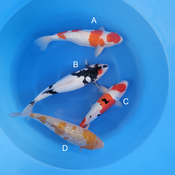 Japanese koi listing 2025WINTER-032 from Maruhiro koi farm, containing Ginrin Kohaku, Doitsu Tancho Showa, Doitsu Sanke, Ginrin Ochiba at champkoi.com