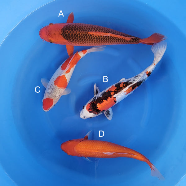 Japanese koi listing 2025WINTER-033 from Otsuka koi farm, containing Aka Matsuba, Kin Showa, Goshiki, Ginrin Benigoi at champkoi.com