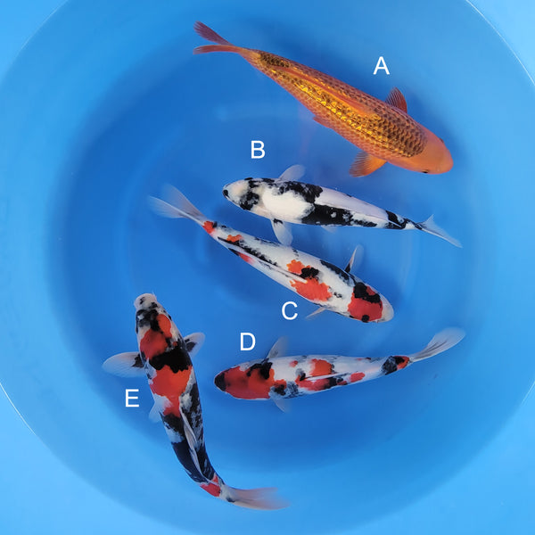 Japanese koi listing 2025WINTER-035 from Taniguchi koi farm, containing Golden Corn, Shiro Utsuri, Showa at champkoi.com