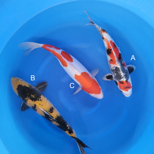 Japanese koi listing 2025WINTER-041 from Kanno koi farm, containing Kin Showa, Ki Utsuri, Doitsu Kohaku at champkoi.com