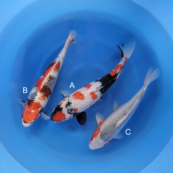 Japanese koi listing 2025WINTER-043 from Suda koi farm, containing Goshiki Showa, Kin Showa, Asagi at champkoi.com