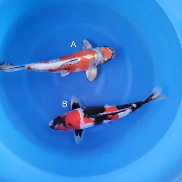 Japanese koi listing 2025WINTER-044 from Marusaka koi farm, containing Benikikokuryu, Showa at champkoi.com
