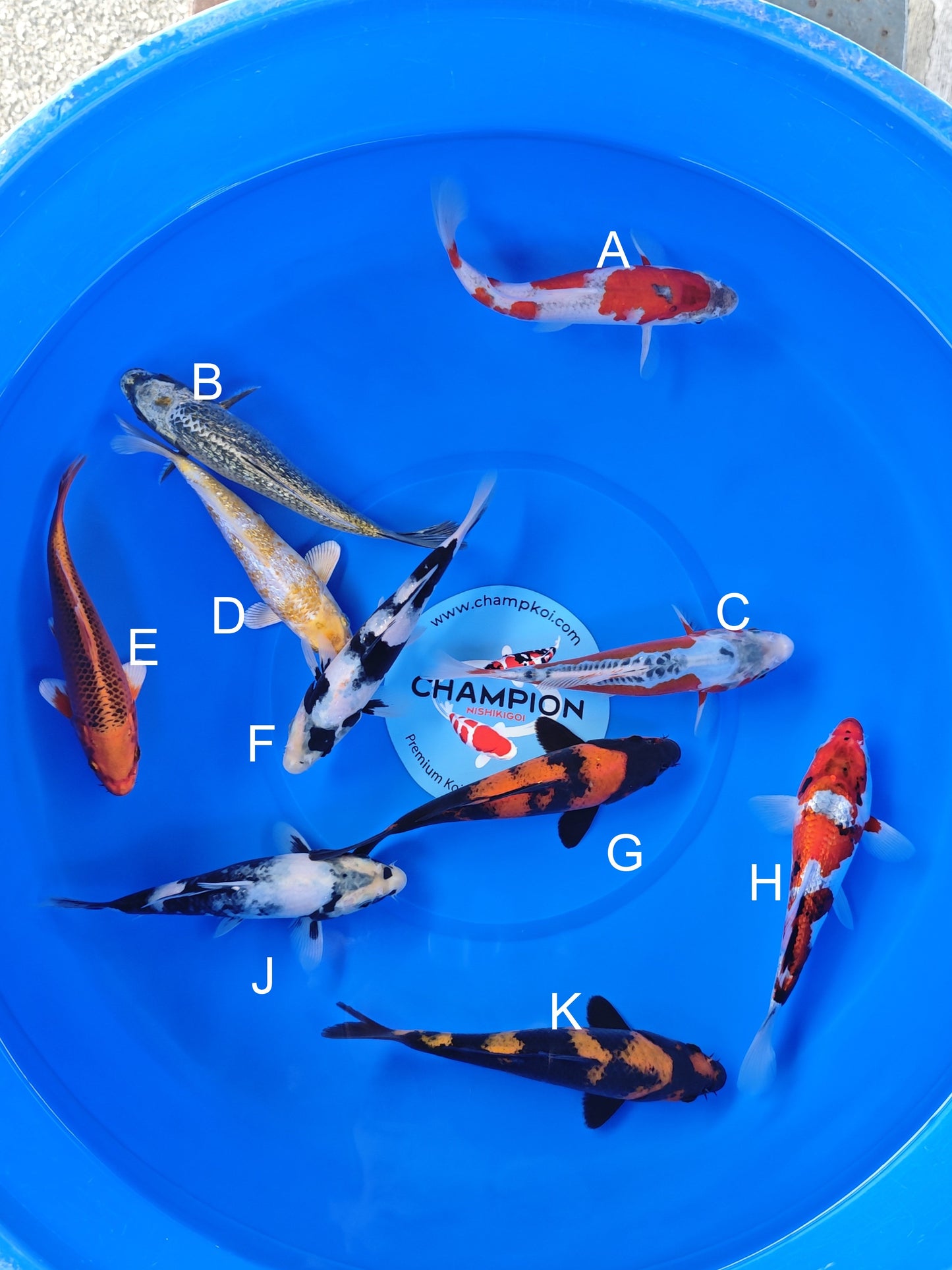 Koi fish for sale — 18-20 cm Ogata Goshiki at ChampKoi