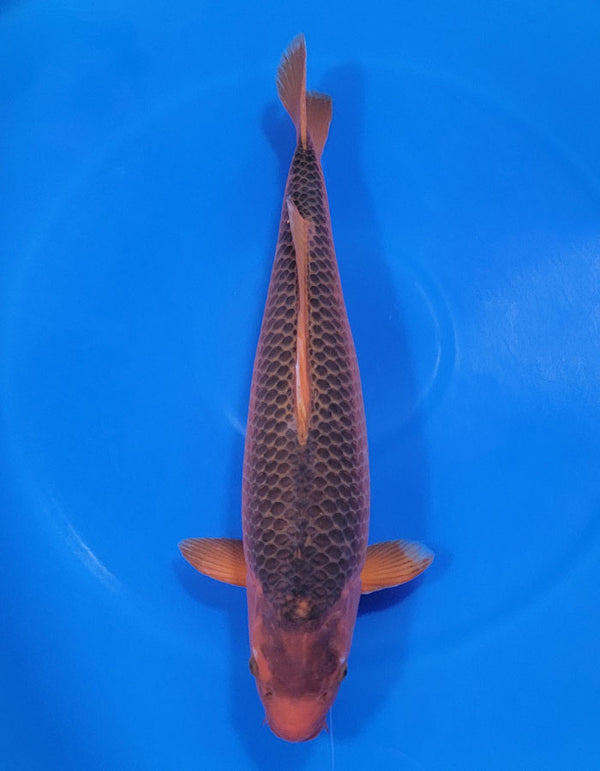 Japanese koi listing 25A-008 Golden Corn from Taniguchi koi farm, containing Golden Corn at champkoi.com