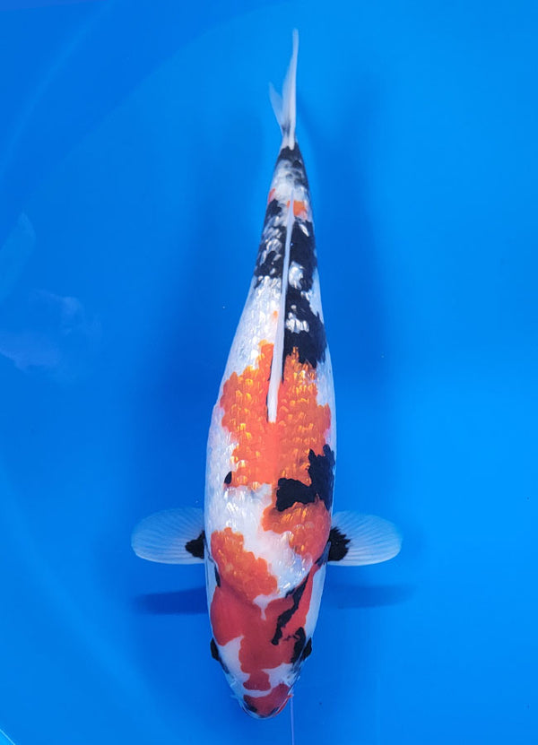 Japanese koi listing 25B-006 Ginrin Showa from Suda koi farm, containing Ginrin Showa at champkoi.com