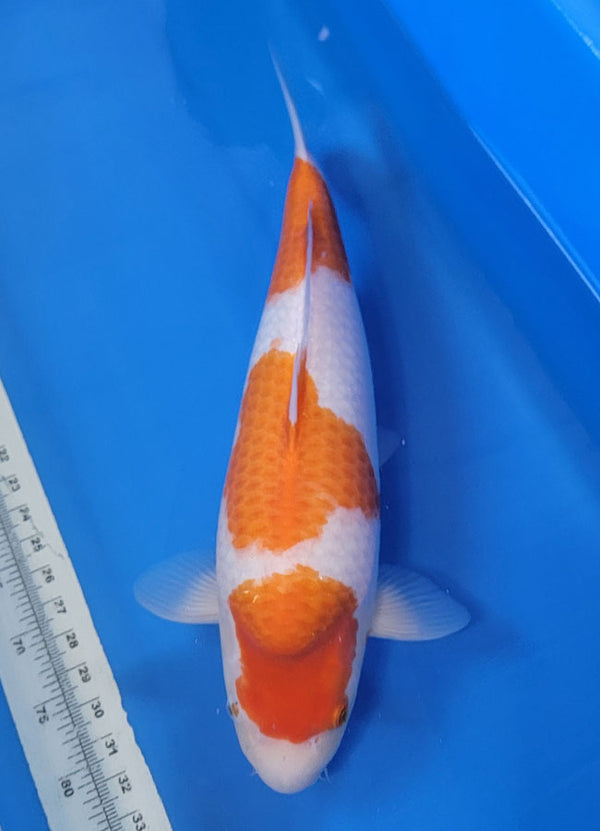 Japanese koi listing 25B-016 Kohaku from Torazo koi farm, containing Kohaku at champkoi.com