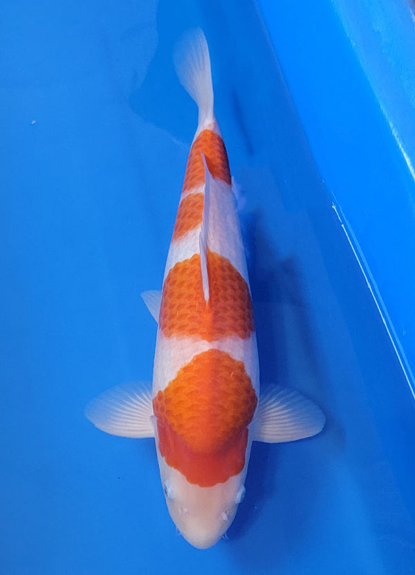 Japanese koi listing 25B-017 Kohaku from Torazo koi farm, containing Kohaku at champkoi.com