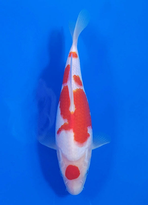 Japanese koi listing 25C-001 Kohaku from Maruyama koi farm, containing Kohaku at champkoi.com