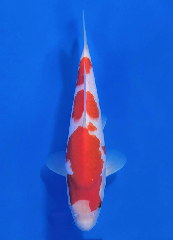 Japanese koi listing 25C-002 Kohaku from Maruyama koi farm, containing Kohaku at champkoi.com