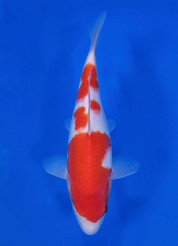 Japanese koi listing 25C-003 Kohaku from Maruyama koi farm, containing Kohaku at champkoi.com