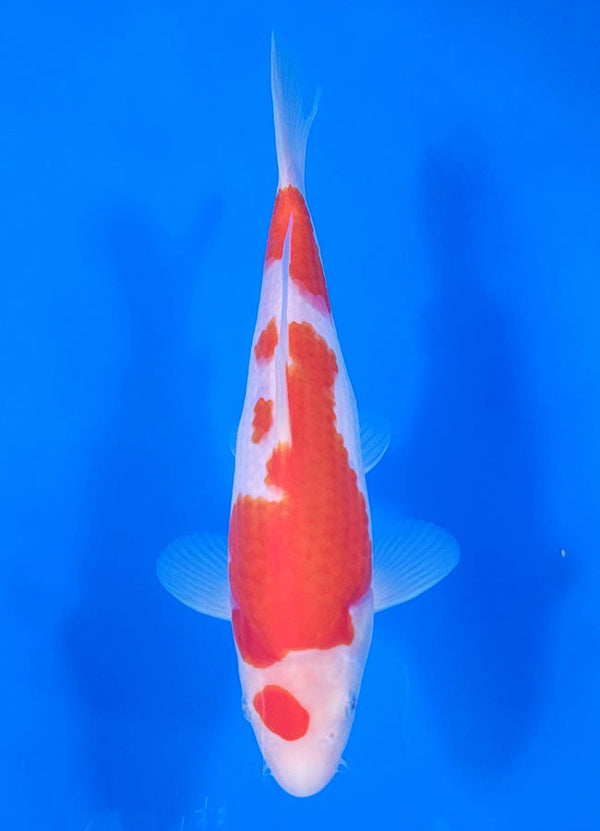 Japanese koi listing 25C-005 Kohaku from Maruyama koi farm, containing Kohaku at champkoi.com