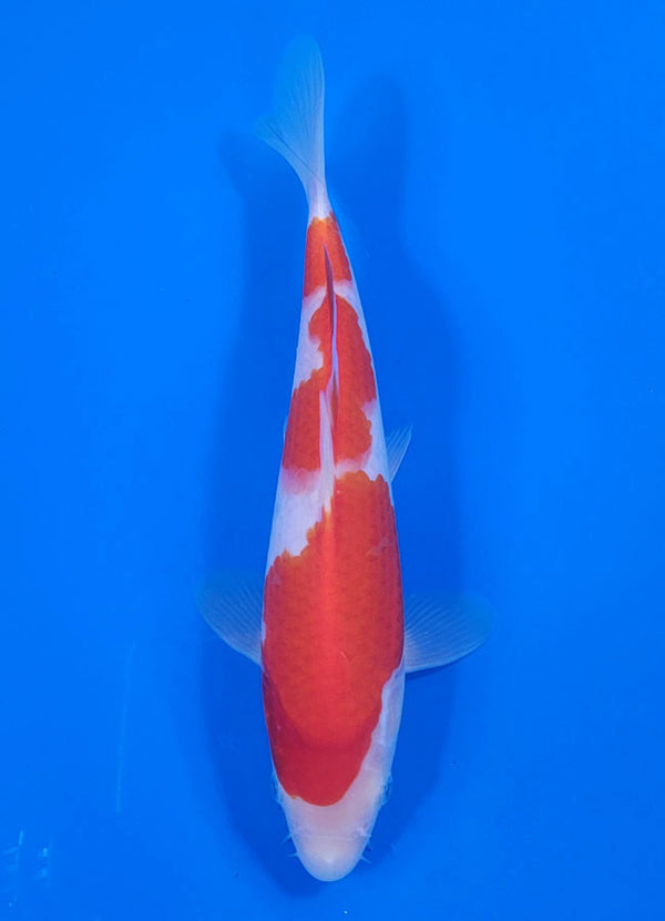Japanese koi listing 25C-012 Kohaku from Maruyama koi farm, containing Kohaku at champkoi.com