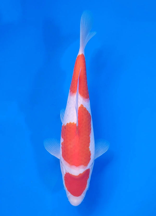 Japanese koi listing 25C-013 Kohaku from Maruyama koi farm, containing Kohaku at champkoi.com