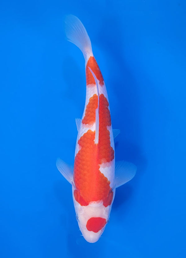 Japanese koi listing 25C-014 Kohaku from Maruyama koi farm, containing Kohaku at champkoi.com