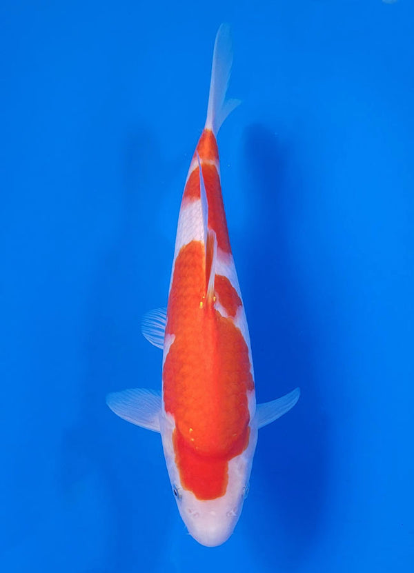 Japanese koi listing 25C-016 Kohaku from Maruyama koi farm, containing Kohaku at champkoi.com