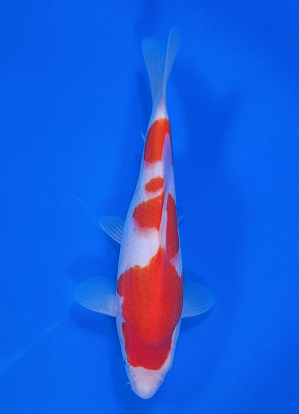 Japanese koi listing 25C-018 Kohaku from Maruyama koi farm, containing Kohaku at champkoi.com