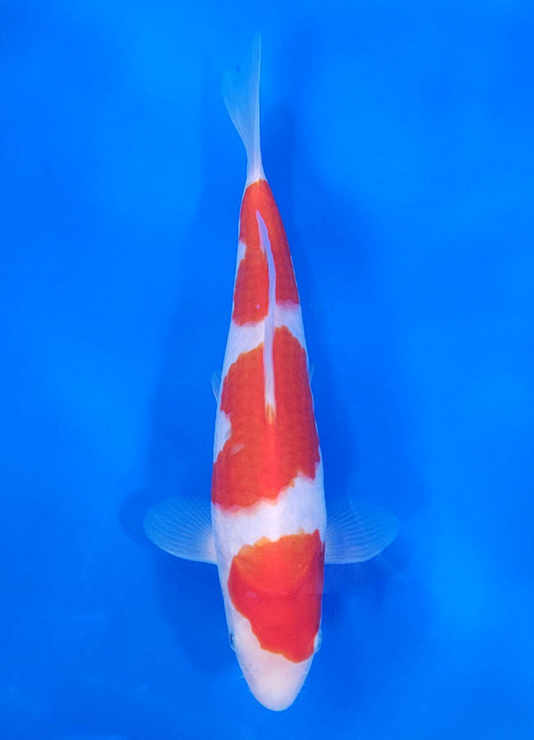 Japanese koi listing 25C-019 Kohaku from Maruyama koi farm, containing Kohaku at champkoi.com